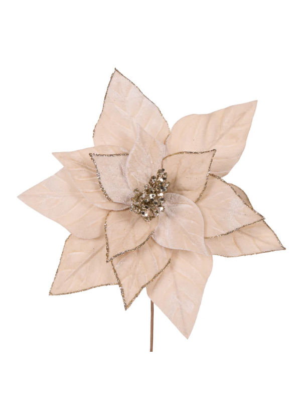 Holly & Ivy Minimal Velour Poinsettia Champagne