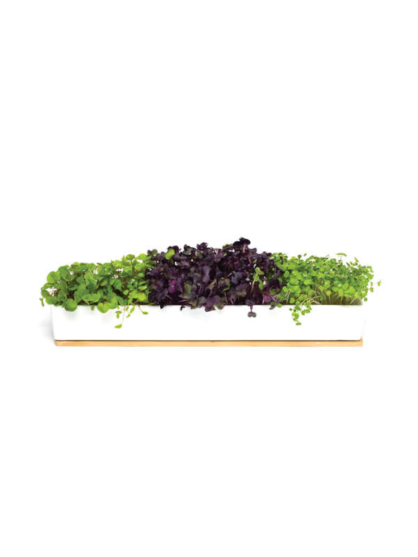 Urban Greens Micro Greens Windowsill Box