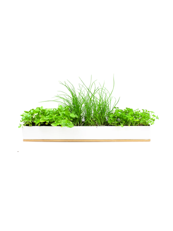 Urban Greens Micro Herbs Windowsill Box